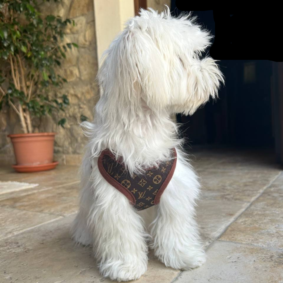 Harnais Chien Pratique Avec Laisse Assortie Pour Promenades Confortables 2