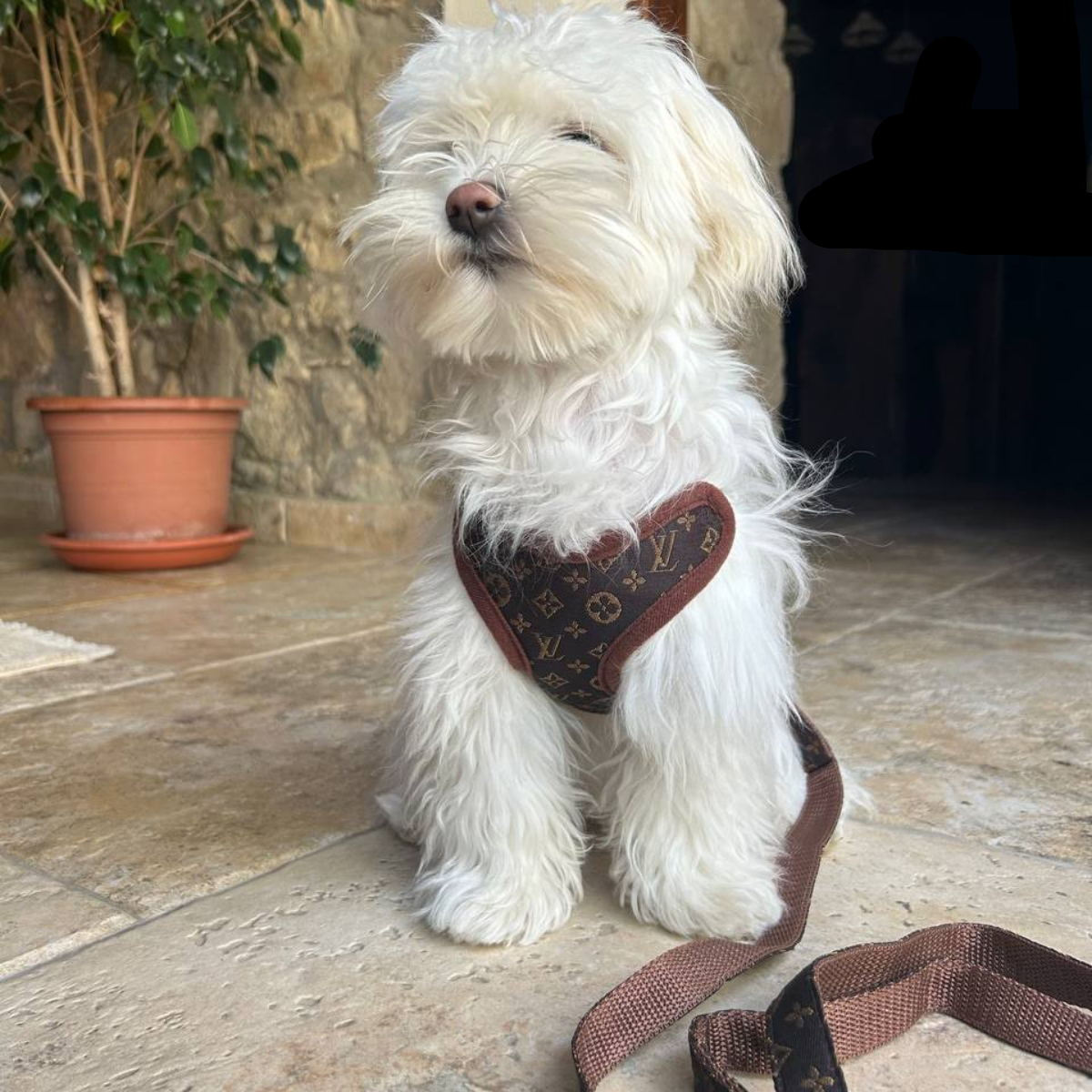 Harnais Chien Pratique Avec Laisse Assortie Pour Promenades Confortables 3