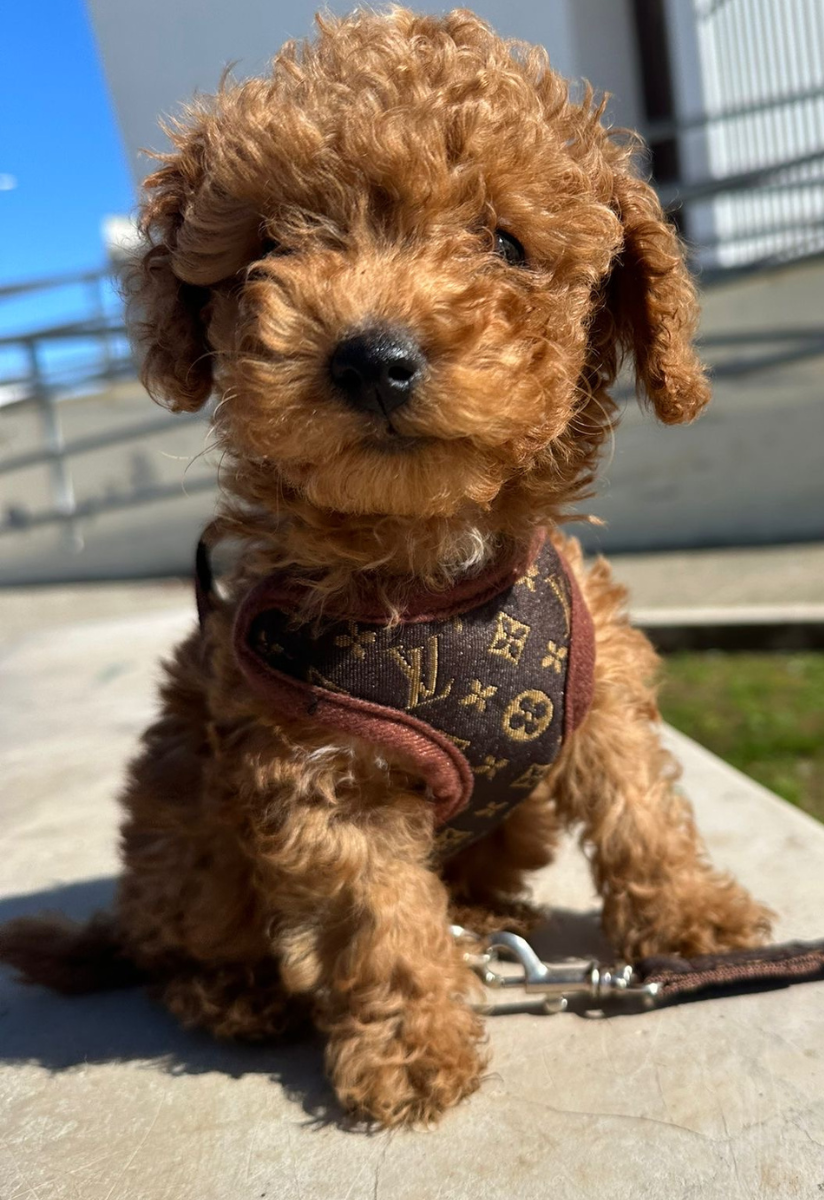 Harnais Chien Pratique Avec Laisse Assortie Pour Promenades Confortables 5