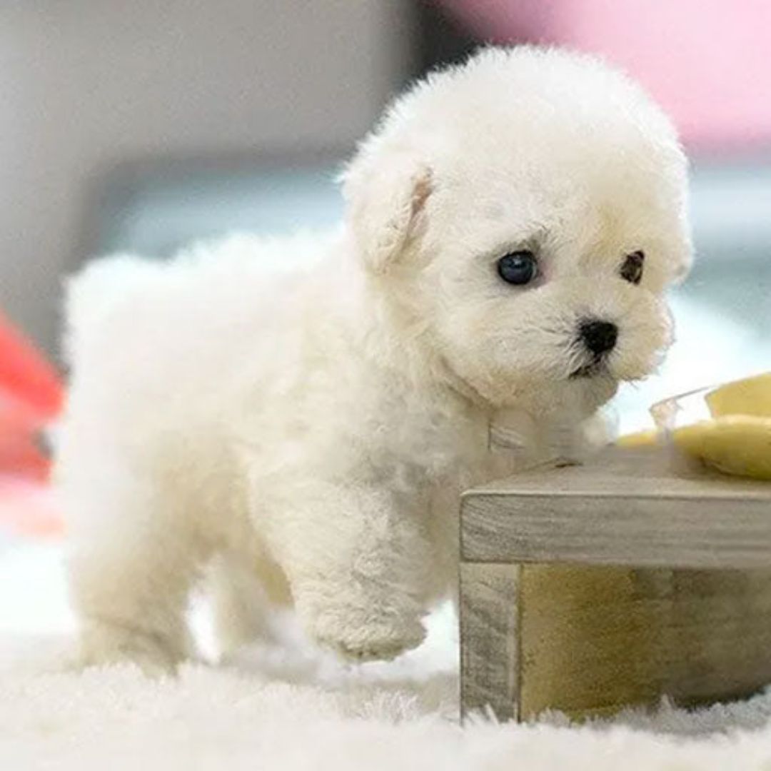 Jouet Interactif pour Chiot Réaliste 3