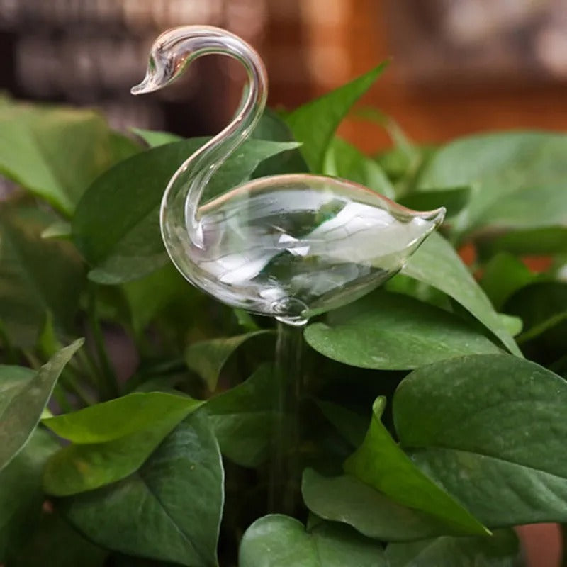 Plante d'intérieur auto-arrosage en verre